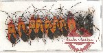Scientific lot no. 946 Heteroptera  (10 pcs)
