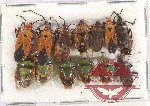 Scientific lot no. 942 Heteroptera (13 pcs A2)