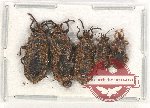 Scientific lot no. 956 Heteroptera (5 pcs)