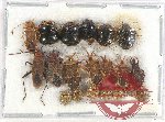Scientific lot no. 944 Heteroptera (20 pcs)