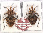 Scientific lot no. 939 Heteroptera (2 pcs)