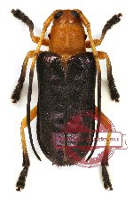 Glenida puncticollis Breuning, 1961 (5 pcs A2)