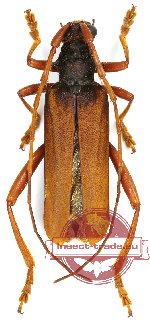 Janidera celebensis Vives, 2018