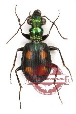 Pericalus nigripes