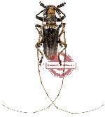 Acalolepta timorlautensis (AA-)