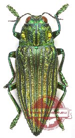 Chrysodema (Pseudochrysodema) aureofoveata