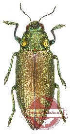 Chrysodema (s.str.) subrevisa (A-)