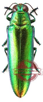 Chrysochroa fulminans ssp. (A2)
