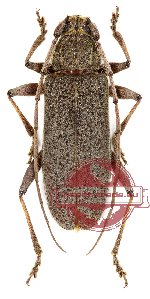 Stromatium longicorne (A2)