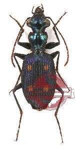 Pericalus (s.str.) longicollis Chaudoir, 1869