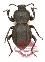 Tenebrionidae sp. 76