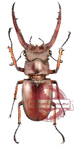 Lucanus angusticornis (A-)