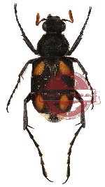 Paratrichius elegantulus