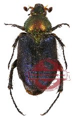 Amphicoma sp. 3