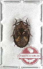 Heteroptera sp. 41 (5 pcs)