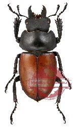 Neolucanus nitidus ssp. robustus