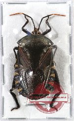 Plisthenes sp. 1 unspread (A-)