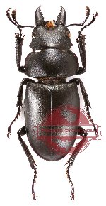 Prosopocoilus oweni ovatus (A2)