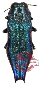 Agrilus acutus (3 pcs)