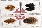 Scientific lot no. 68 Blattodea (5 pcs A, A-, A2)