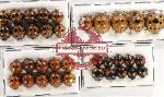 Scientific lot no. 95 Coccinelidae (35 pcs)