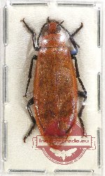 Meloidae sp. 7