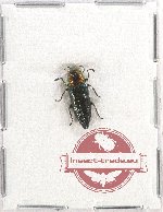 Buprestidae gen. sp. 3