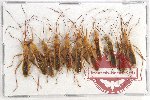 Scientific lot no. 949 Heteroptera (10 pcs)