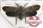 Polydictia pelengana