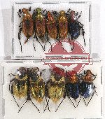 Scientific lot no. 14 Glaphyrinae (10 pcs)