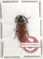 Callirhipidae sp. 1A