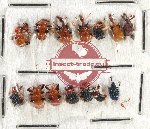 Scientific lot no. 77 Attelabidae (14 pcs)