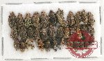 Scientific lot no. 544 Curculionidae (35 pcs)