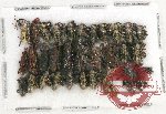 Scientific lot no. 589 Curculionidae (31 pcs)