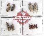 Scientific lot no. 505 Curculionidae (10 pcs)