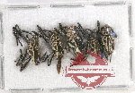 Scientific lot no. 551 Curculionidae (5 pcs)