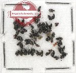 Scientific lot no. 549 Curculionidae (70 pcs)