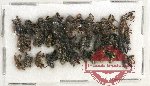 Scientific lot no. 514 Curculionidae (28 pcs)