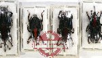 Scientific lot no. 541 Curculionidae (4 pcs)