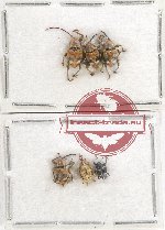 Scientific lot no. 531 Curculionidae (6 pcs)