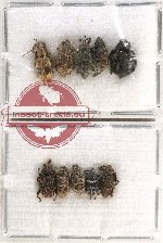 Scientific lot no. 532 Curculionidae (10 pcs)