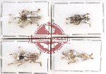 Scientific lot no. 643 Curculionidae (4 pcs)