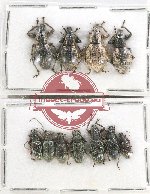 Scientific lot no. 572 Curculionidae (11 pcs A2)