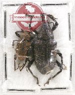 Scientific lot no. 546 Curculionidae (2 pcs)