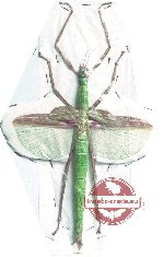 Eurycnema versirubra (spread)