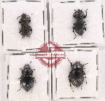 Scientific lot no. 290 Tenebrionidae (4 pcs)