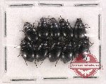 Scientific lot no. 322 Tenebrionidae (10 pcs)