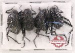 Scientific lot no. 329 Tenebrionidae (4 pcs)