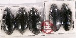 Hydrophilidae Scientific lot no. 155 (5 pcs)