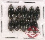 Hydrophilidae Scientific lot no. 138 (10 pcs)